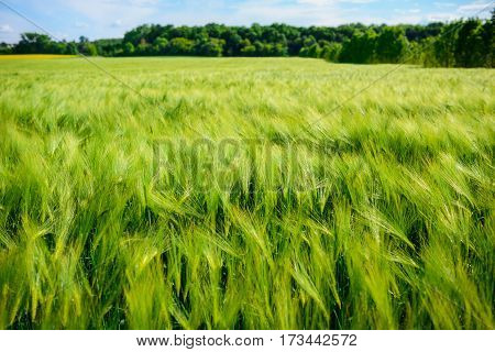 Landscape Of Barley Field In Early Summer