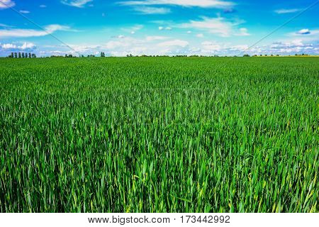 Landscape Of Barley Field In Early Summer