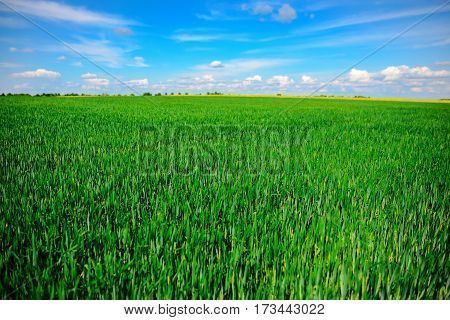 Landscape Of Barley Field In Early Summer