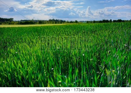 Landscape Of Barley Field In Early Summer