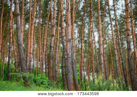 Pine Forest Under Deep Blue Sky