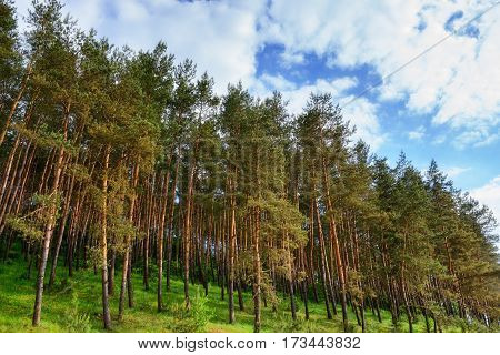 Pine Forest Under Deep Blue Sky