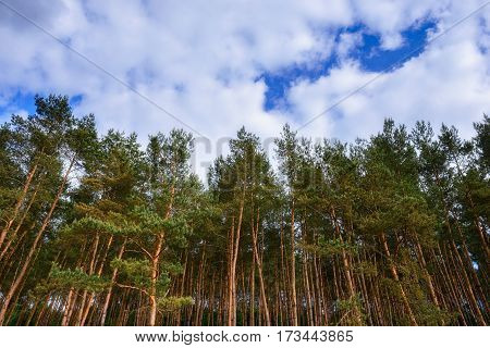 Pine Forest Under Deep Blue Sky