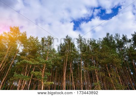 Pine Forest Under Deep Blue Sky