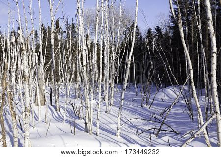 Wide view of a multitude of thin birch trees stalks bare as bones and standing straight at Pabineau Falls near Bathurst New Brunswick on a bright sunny day with blue skies and clouds in February.