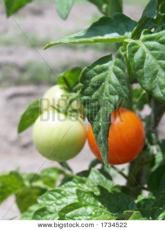 Kleine Tomaten