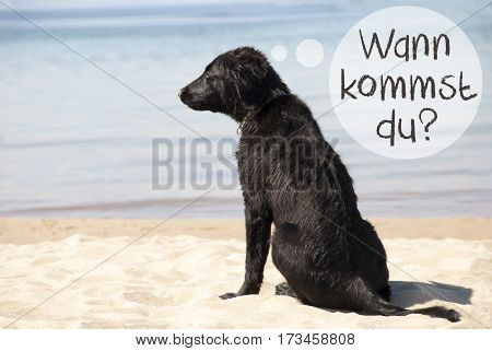 Speech Balloon With German Text Wann Kommst Du Means When Are You Coming. Flat Coated Retriever Dog At Sandy Beach. Ocean And Water In The Background