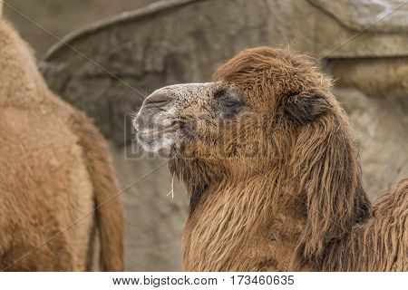 Camels In Liberec Zoo In North Bohemia In Winter Snow Time
