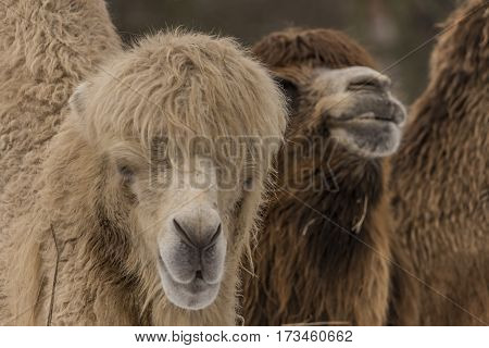 Camels In Liberec Zoo In North Bohemia In Winter Snow Time
