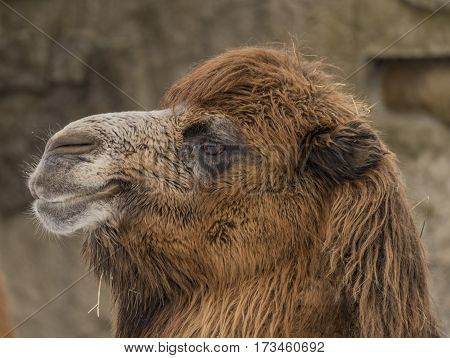 Camels In Liberec Zoo In North Bohemia In Winter Snow Time