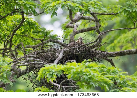 Young tiger heron in treetop nest Costa Rica