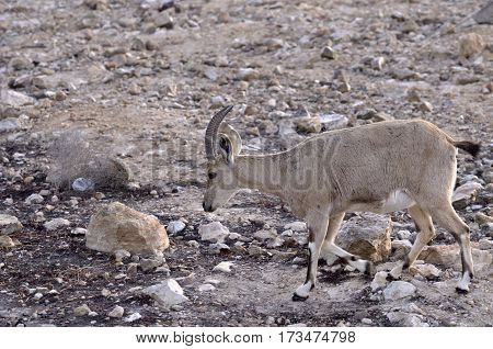 The Nubian ibex is a desert-dwelling goat species found