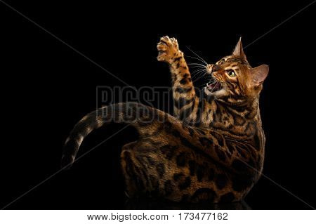 Gorgeous Spotted Bengal Cat Hunts, catching paw with claw on isolated Black Background, back view
