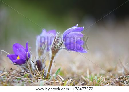 pasque flower in natural habitat. Spring time