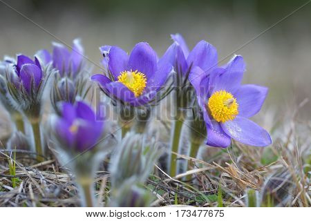 pasque flower in natural habitat. Spring time