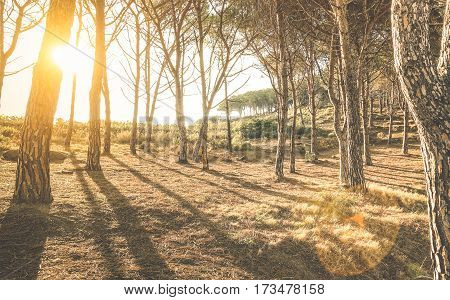 Trees and shadows in woods at sunset by " Scopeto " hill in Giglio Island Tuscany - Nature exploration concept on inspiring woodland forest with sunshine halo and sunflare - Warm vintage filter