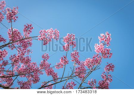 Wild Himalayan Cherry ,Chiangdao mountain, Chiangmai Thailand