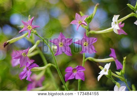Beautiful purple flowers in the garden in sunlight fragrant tobacco