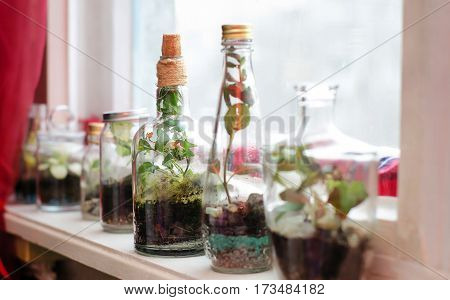 The green plants grow in bottles on the windowsill