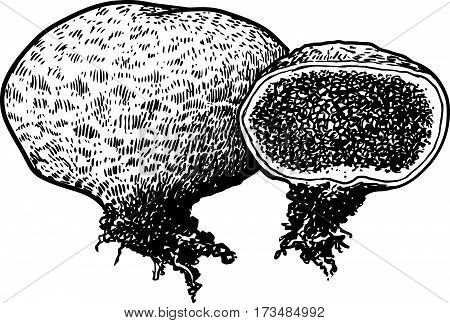 Puffball mushroom illustration, drawing, engraving, line art