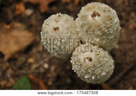 Fruiting bodies of the fungus aspergillus. Bialowieza Forest primary forest.
