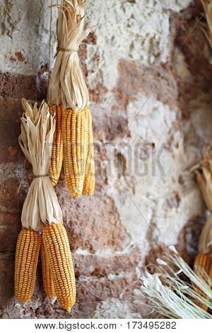 Bunch of yellow dried corn hanging on the brick wall at rural rustic farm house