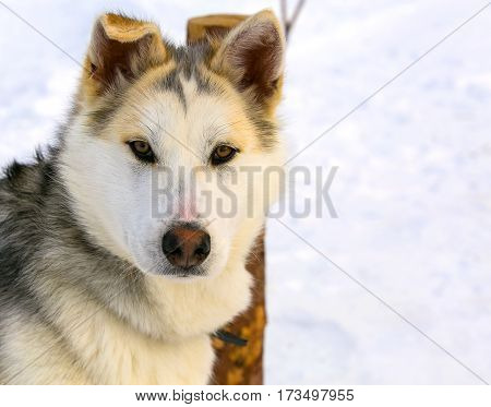 sled dog puppy Siberian Husky closeup .