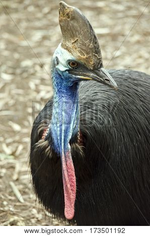 this is a close up of a cassowary