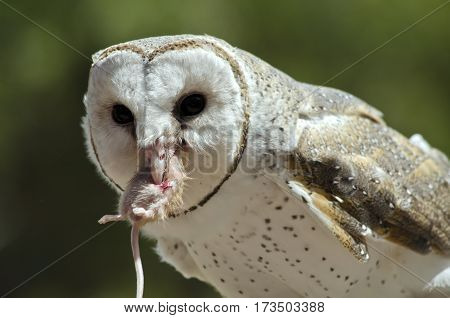 this is a close up of a barn owl with a mouse