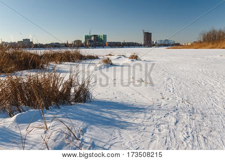 Seedy Reed Stalks