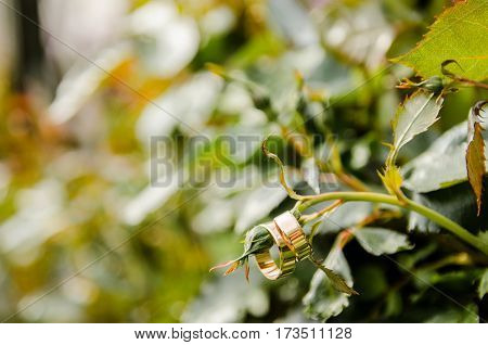 Wedding Engagement Rings Hanging On A Branch