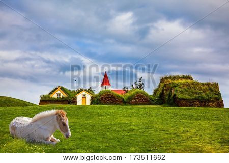  Ethnographic Museum-estate Glaumbaer, Iceland.  Rural pastoral. Sleek Icelandic horse has a rest on a green lawn. The concept of the historical and cultural tourism