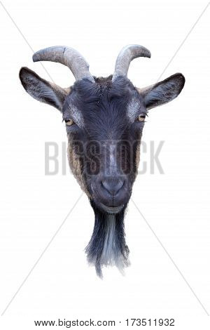 Isolated goat. Head of black goat isolated on white background