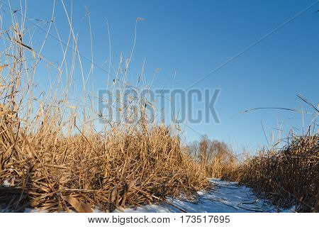 Seedy Reed Stalks
