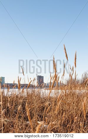 Seedy Reed Stalks