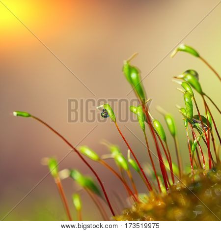 macro shot of some moss spores absorbing raindrops. Shallow depth of field