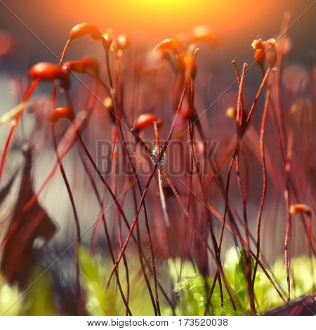macro shot of some moss spores absorbing raindrops. Shallow depth of field