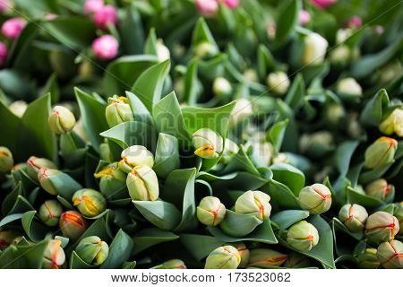 Tulips tulip cultivation in a nursery, rural, colurful, vegetaion