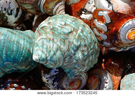 Colourful seashells on the quayside Heraklion Crete Greece Europe.