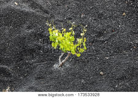 Vineyards Of La Geria On Volcanic Soil
