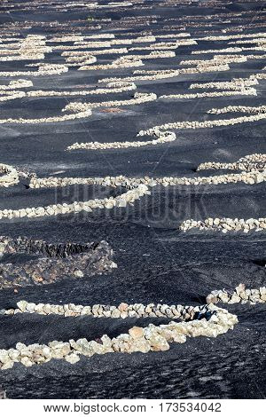 Vineyards Of La Geria On Volcanic Soil