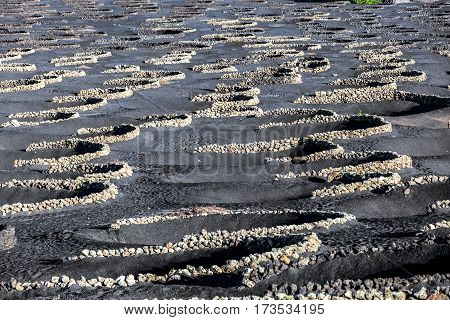 Vineyards Of La Geria On Volcanic Soil