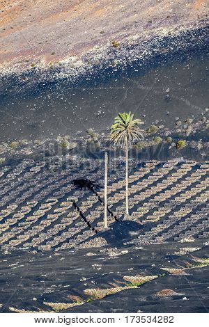 Vineyards Of La Geria On Volcanic Soil