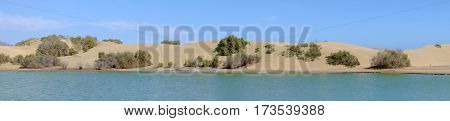 View on the natural reserve La Charca on Maspalomas with a lagoon and sand dunes Gran Canaria Spain. Panorama format.