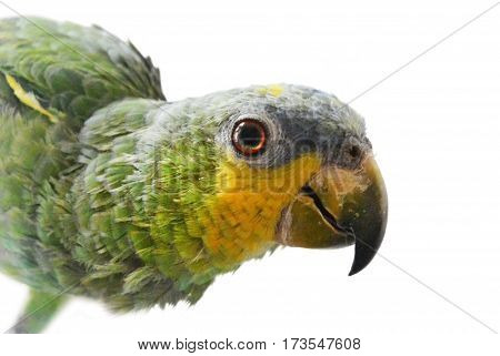 Close-up of Yellow-shouldered Amazon parrot, Amazona barbadensis, look at right, isolated on white background