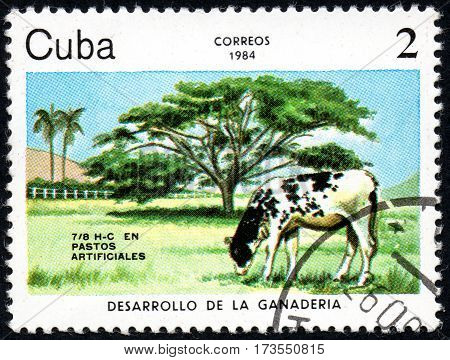 UKRAINE - CIRCA 2017: A stamp printed in Cuba shows a Cow grazing in the meadow Pastos artificiales the series Livestock Development circa 1984