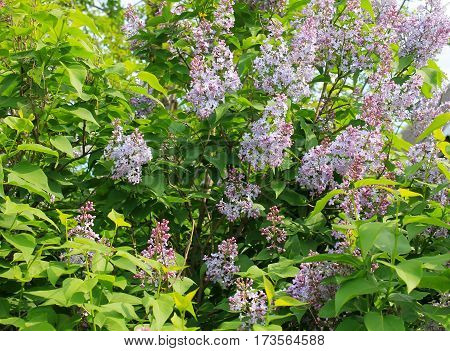 Purple lilac flowers in the garden on spring