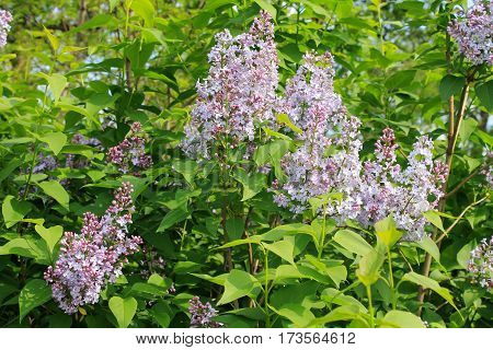 Purple lilac flowers in the garden on spring