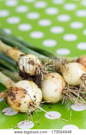 Fresh Young Onions On The Table