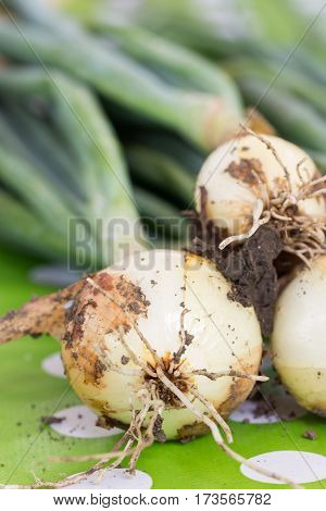 Close Up Macro Young Onions With Soil